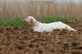 Setter Anglais BRANDO DE L'ECHO DE LA FORET Setter Anglais BRANDO DE L'ECHO DE LA FORET